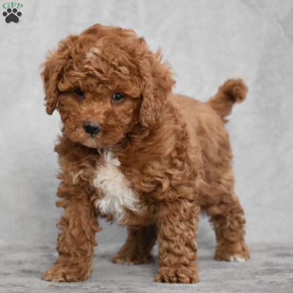 Wilson, Cavapoo Puppy